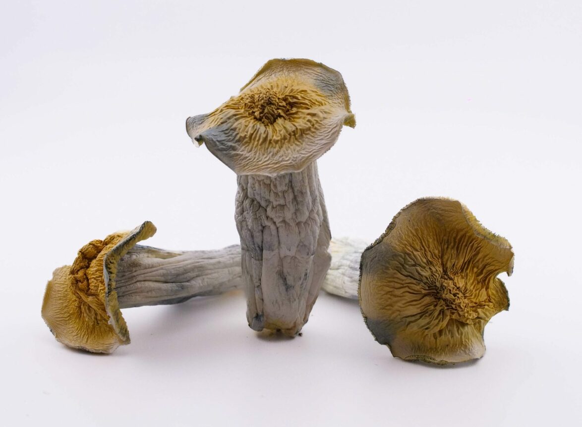 Magic Mushroom Delivery Canada