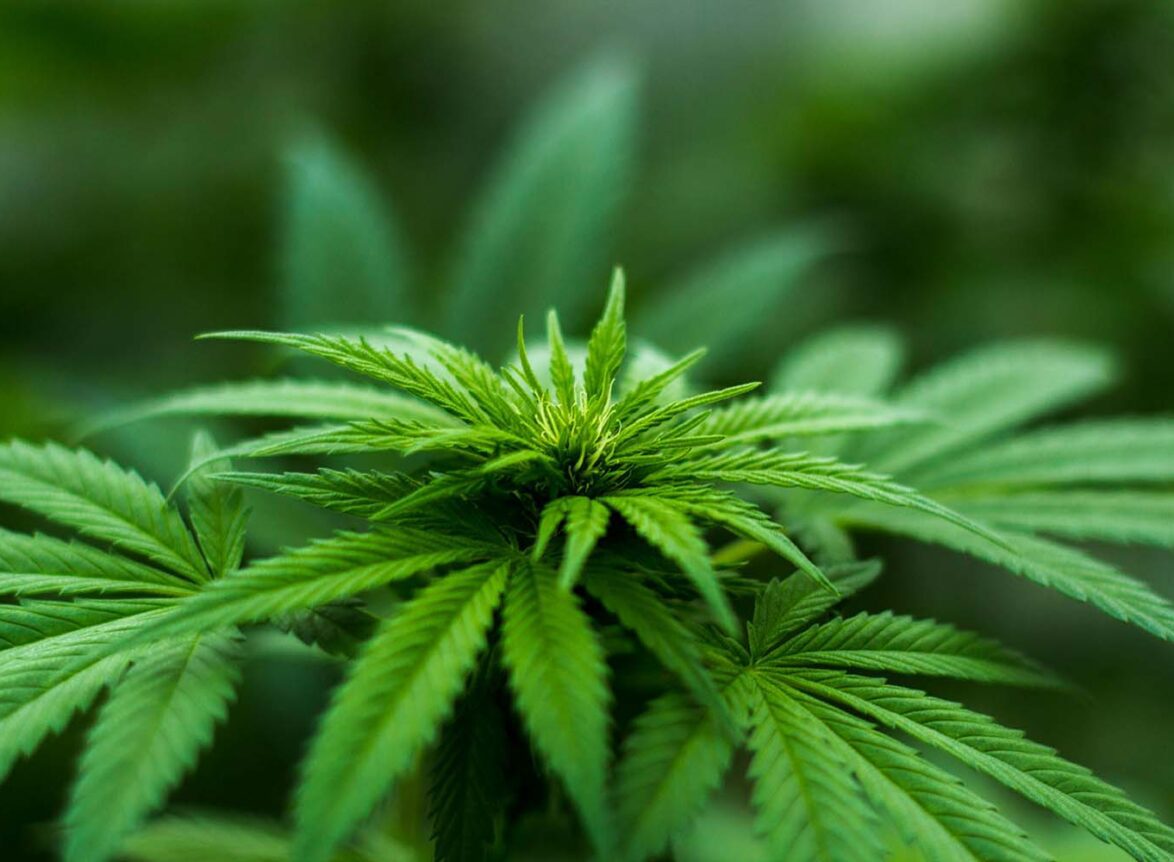 The Importance of Sourcing Cannabis from Dedicated Growers