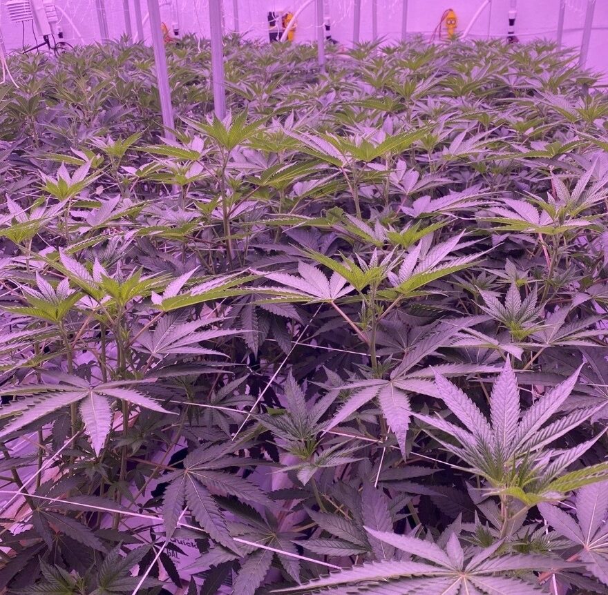 craft weed grow room