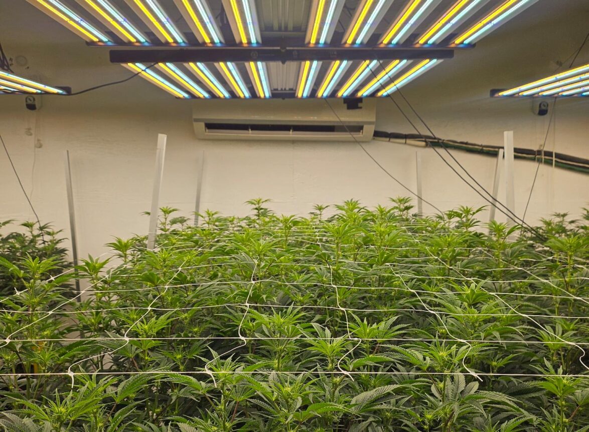 craft weed online canada