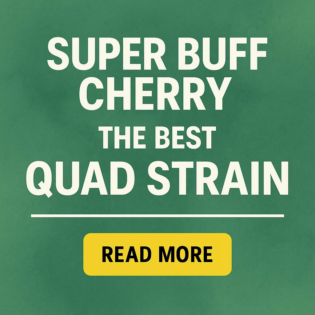 Why Super Buff Cherry is the Best Quad Strain You Can Buy