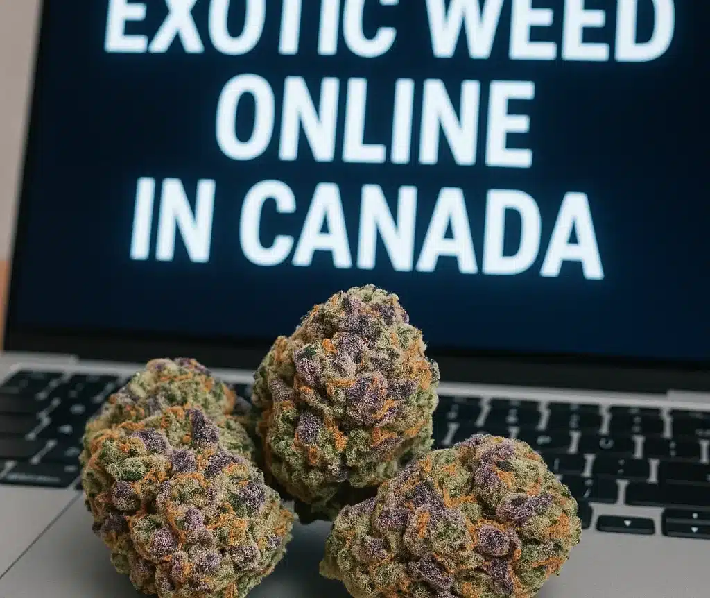Three colorful exotic cannabis buds on a laptop with the words “Exotic Weed Online in Canada” on screen.