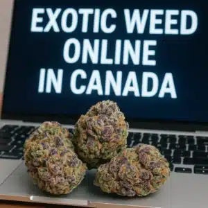 Three colorful exotic cannabis buds on a laptop with the words “Exotic Weed Online in Canada” on screen.