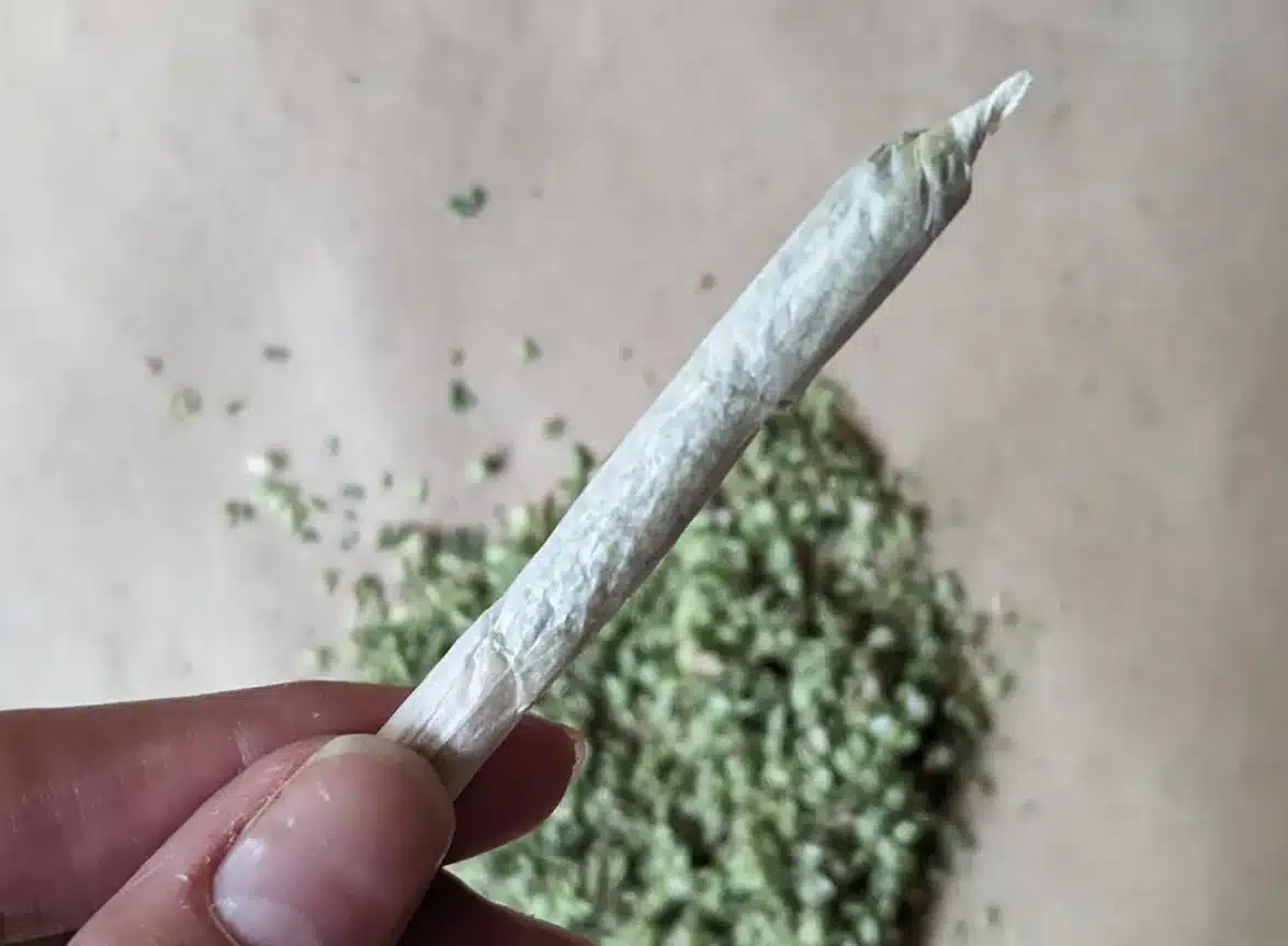 A hand holding a freshly rolled cone-shaped cannabis joint over a background of loose ground green flower on brown paper.