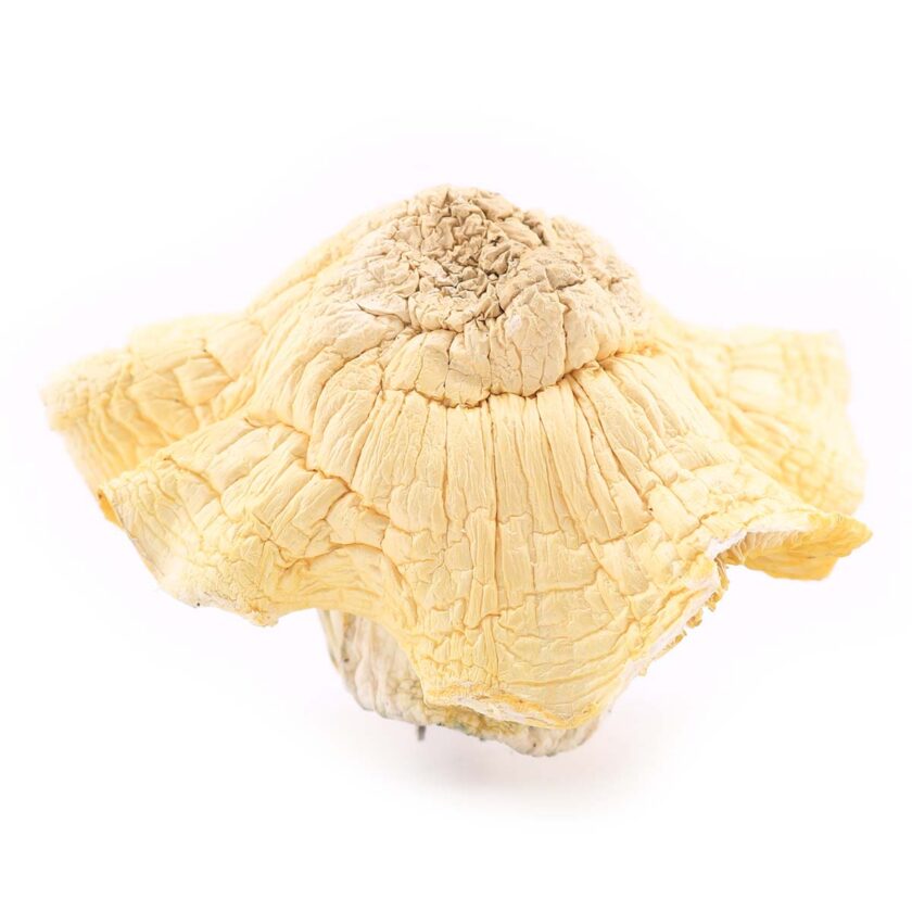 Iceberg Dried Mushrooms