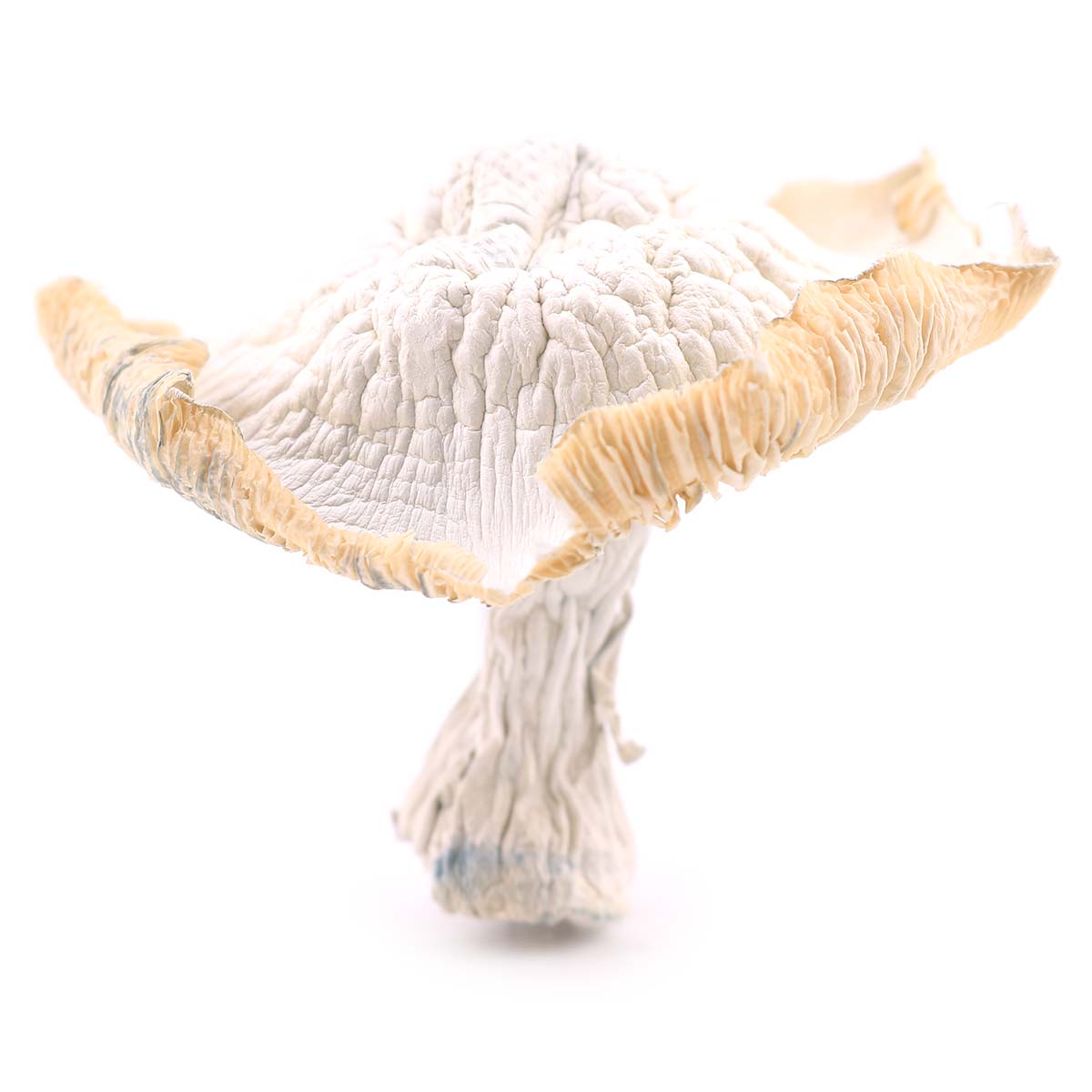 Photographie source: White Lotus Mushrooms